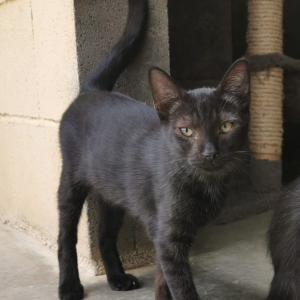 Rio - Cat - 11pets: Adopt