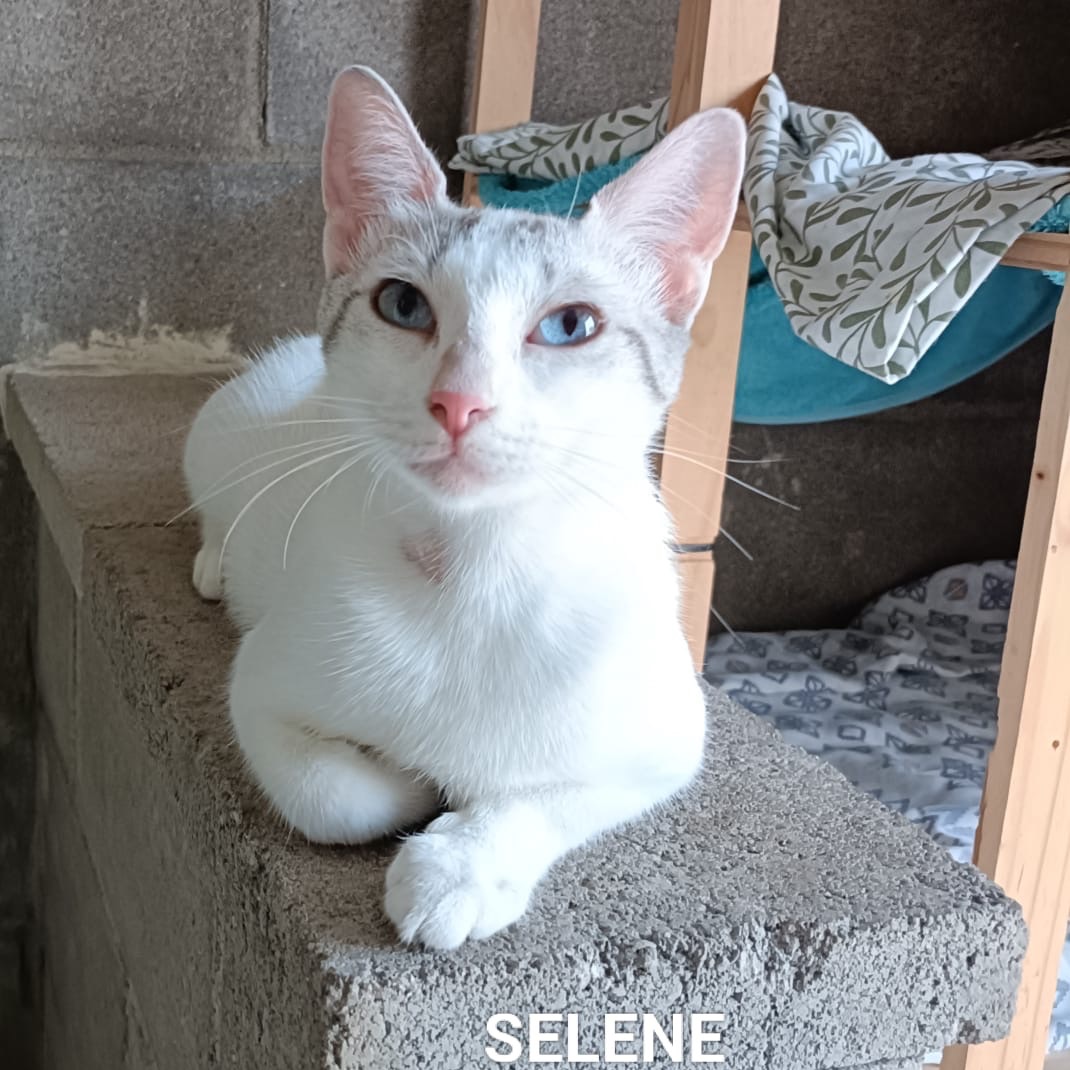 Selene
