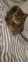 ILSA