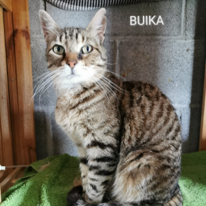 Buika  - Cat - 11pets: Adopt