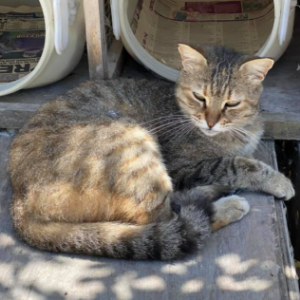 Cyprus - Cat - 11pets: Adopt