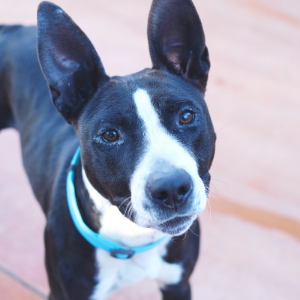 BELLATRIX ara BLUE - Dog - 11pets: Adopt