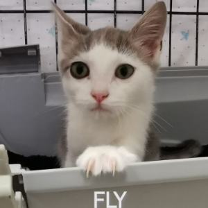 Fly - Cat - 11pets: Adopt