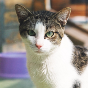 LEVARIO - Cat - 11pets: Adopt