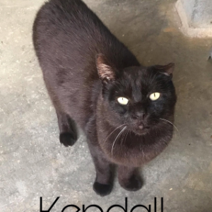 Kendall - Cat - 11pets: Adopt