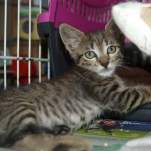 Pino - Cat - 11pets: Adopt