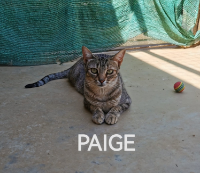 Paige 