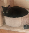 INDI