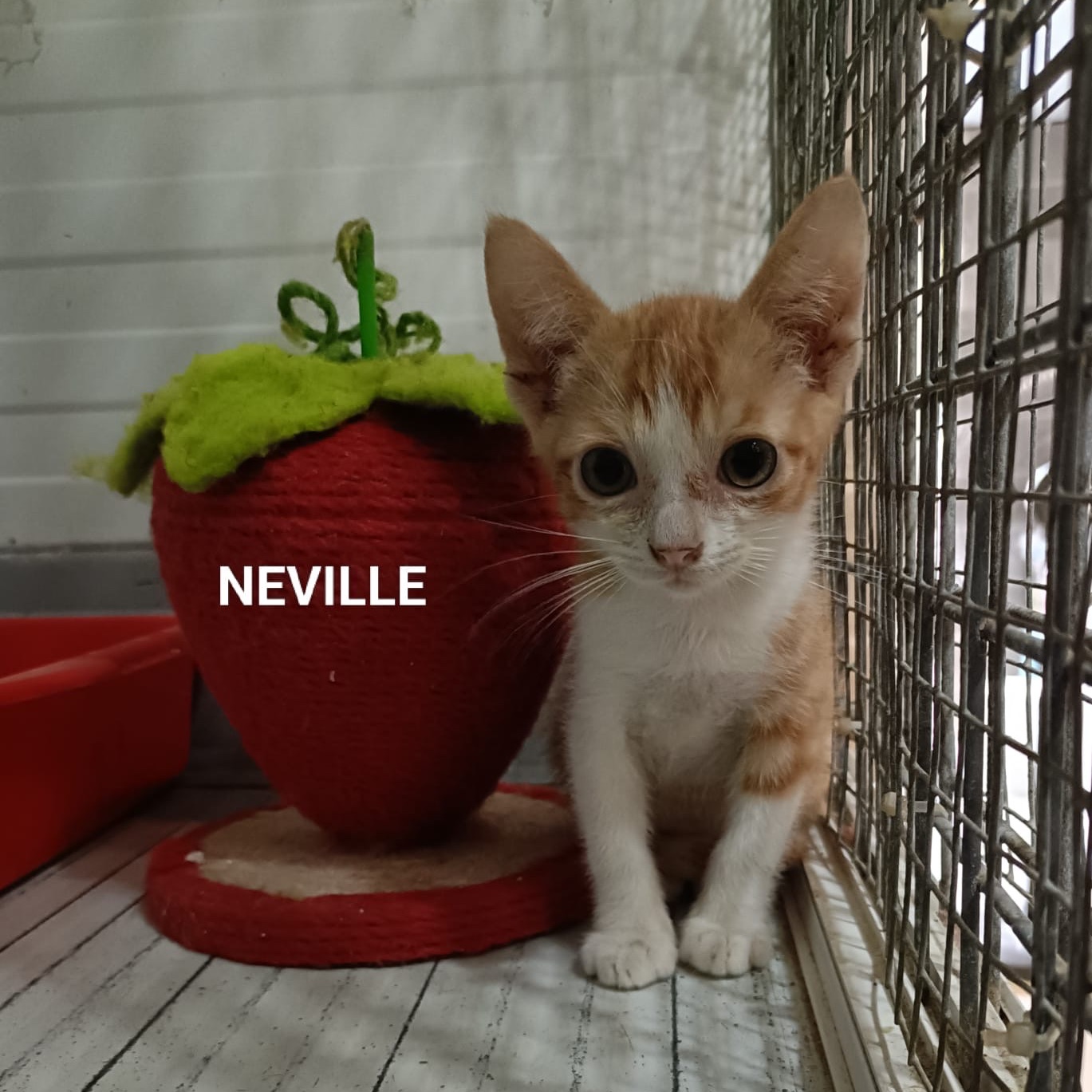 Neville