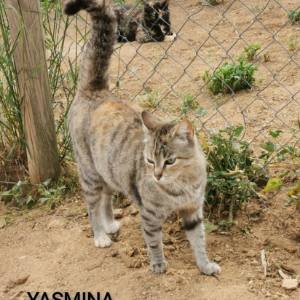 Yasmina  - Cat - 11pets: Adopt