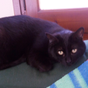 Noir - Cat - 11pets: Adopt