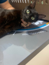INDI