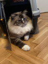 ZEUS