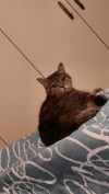 ILSA