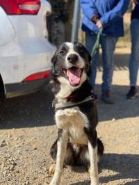 Collie