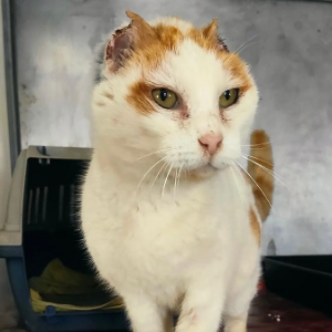 Jack White  - Cat - 11pets: Adopt