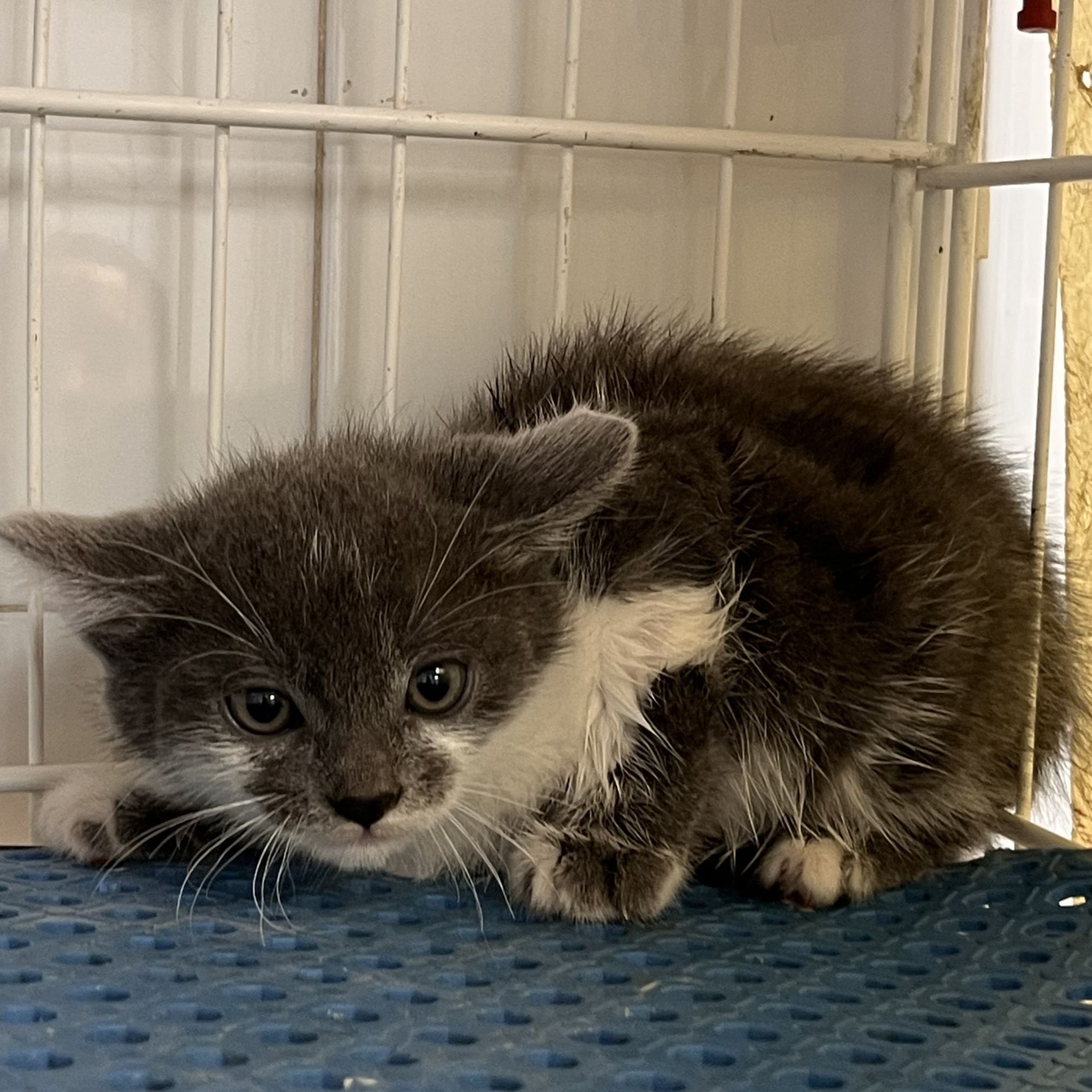 Mirtilo ( ADOPCIÓ CONJUNTA AMB MANDRAGORA)