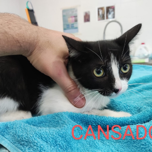 Cansado - Cat - 11pets: Adopt