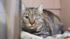 CLEMENTINA