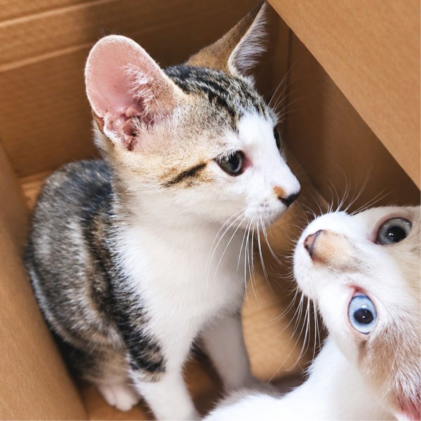 LILO
