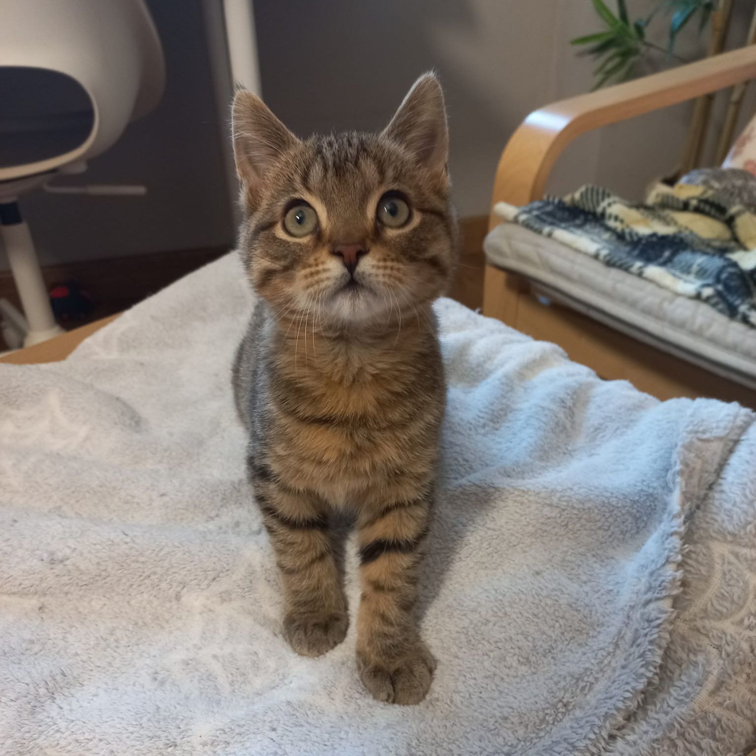 Mili - Llegir descripció