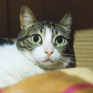BUNDI - Cat - 11pets: Adopt