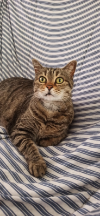 ILSA
