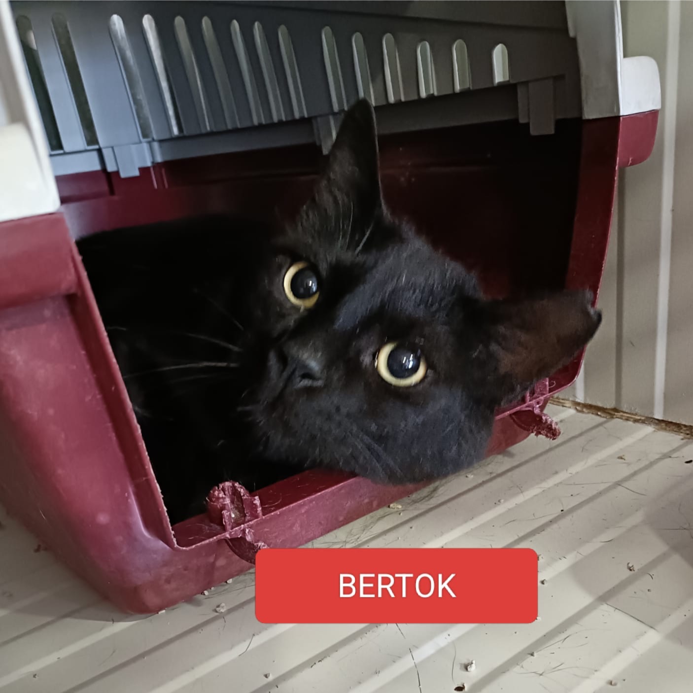 Bertok