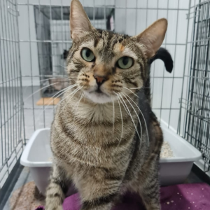 Rafiña - Cat - 11pets: Adopt