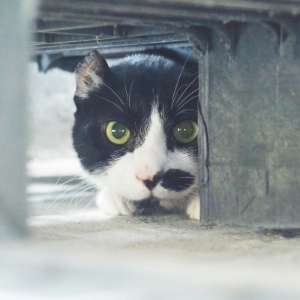 NEGRITO - Cat - 11pets: Adopt