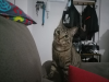 RIGODÓN