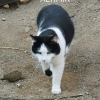 Altimir