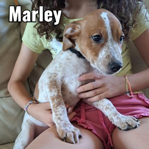 Marley ! - Dog - 11pets: Adopt