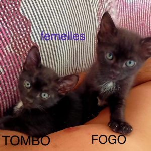 Fogo - Cat - 11pets: Adopt