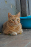 Pikanto - AL MOMOTARO CAT CAFE