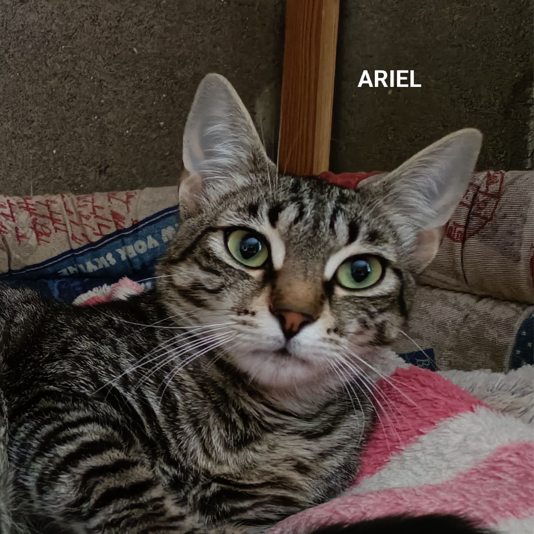 Ariel