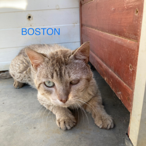 Boston - Cat - 11pets: Adopt