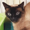 AMBAR