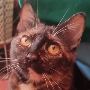 GIZA - Cat - 11pets: Adopt