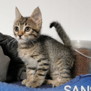 Sansa  - Cat - 11pets: Adopt