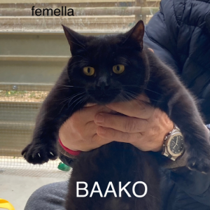 Baako - Cat - 11pets: Adopt