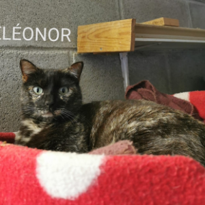 Eleonor  - Cat - 11pets: Adopt