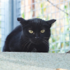 NEGRITA