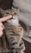 ILSA
