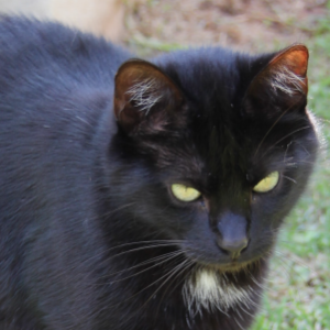 Miemsie - Cat - 11pets: Adopt