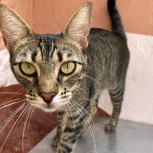 Tigreta - Cat - 11pets: Adopt