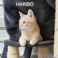 Haribo