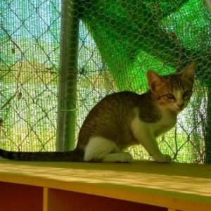 TINA. CS EL ACEITUNILLO - Cat - 11pets: Adopt
