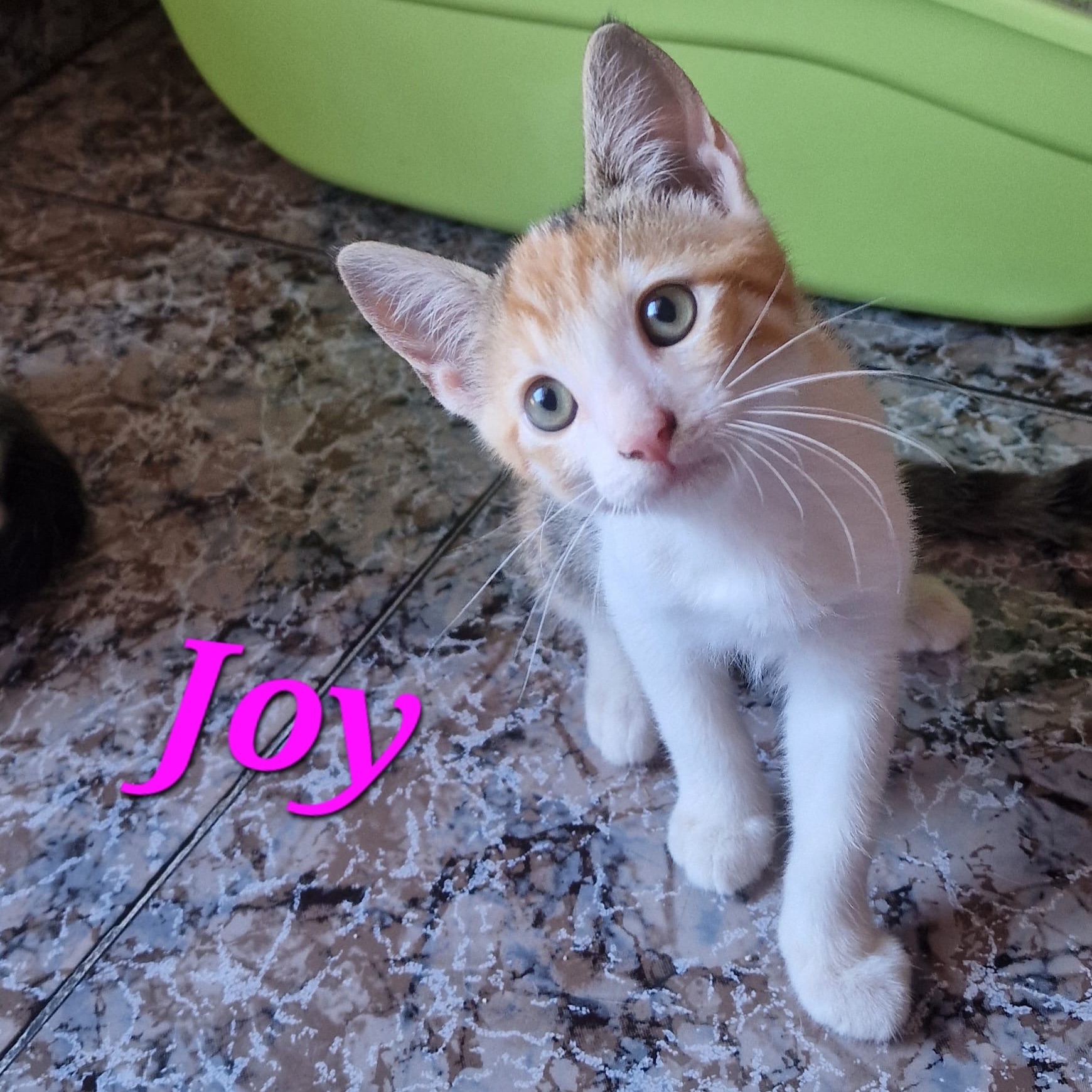 Joy