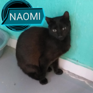 Naomi  - Cat - 11pets: Adopt